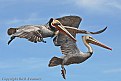 Picture Title - Brown Pelicans Moss Landing