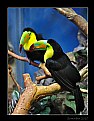 Picture Title - Keel-billed Toucan (Ramphastos sulfuratus)