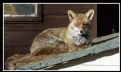 Picture Title - Fox lazing in my back yard