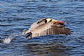 Picture Title - Brown Pelican