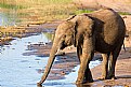 Picture Title - Elephant on the Riverbank