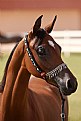 Picture Title - Arabian Horse