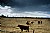 Sonoran Cattle