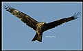 Picture Title - B108 (Black Kite)