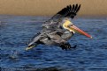 Picture Title - Brown Pelican