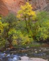 Picture Title - Fall at Zion Park