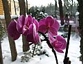 Picture Title - Orchid and snow