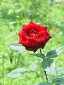 Picture Title - Red Rose