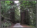 Picture Title - Between the Redwoods