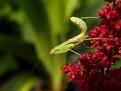 Picture Title - Young Mantis