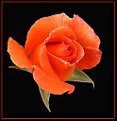 Picture Title - Orange rose