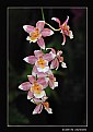 Picture Title - Orchids (d4172)