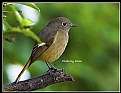 Picture Title - B110 (Daurian Redstart - Female)