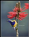 B111 (Orange-bellied Leafbird)