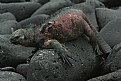 Picture Title - Marine Iguana