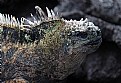 Picture Title - Marine Iguana in Galapogas
