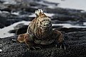 Picture Title - Marine Iguana in Galapogas