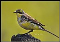 Picture Title - B112 (Yellow Wagtail)