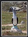 Picture Title - Blue-footed Boobie in Galapogas
