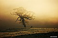 Picture Title - Tree in the fog