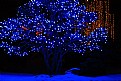 Picture Title - the blue tree