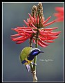 Picture Title - B113 (Orange-bellied Leafbird)