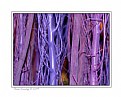 Picture Title - Purple branches