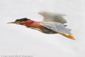 Picture Title - Green Back Heron