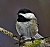 closeup chickadee