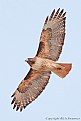 Picture Title - Red-Tailed Hawk