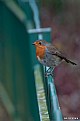 Picture Title - Little red Robin