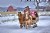 Sleigh Ride