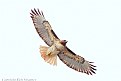 Picture Title - Red-Tailed Hawk