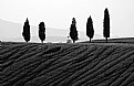 Picture Title - My Tuscany