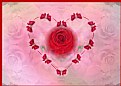 Picture Title - Rose Valentine