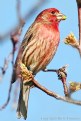 Picture Title - House Finch