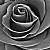 a rose