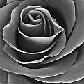 Picture Title - a rose