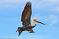 Picture Title - Brown Pelican....