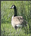 Picture Title - Canadian goose