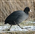 Picture Title - Coot