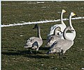 Picture Title - Wild Swans