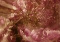 Picture Title - magnolia