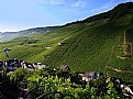 Picture Title - Riesling