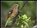 Picture Title - B116 (Daurian Redstart - Female)