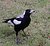 South Australian Magpie