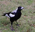 Picture Title - South Australian Magpie