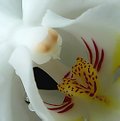Picture Title - alien orchid