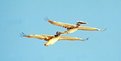 Picture Title - Pelicans in Tandem Flight