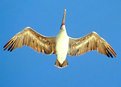 Picture Title - Overhead Pelican